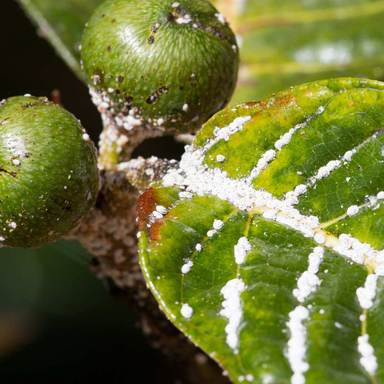How to get rid of mealybugs