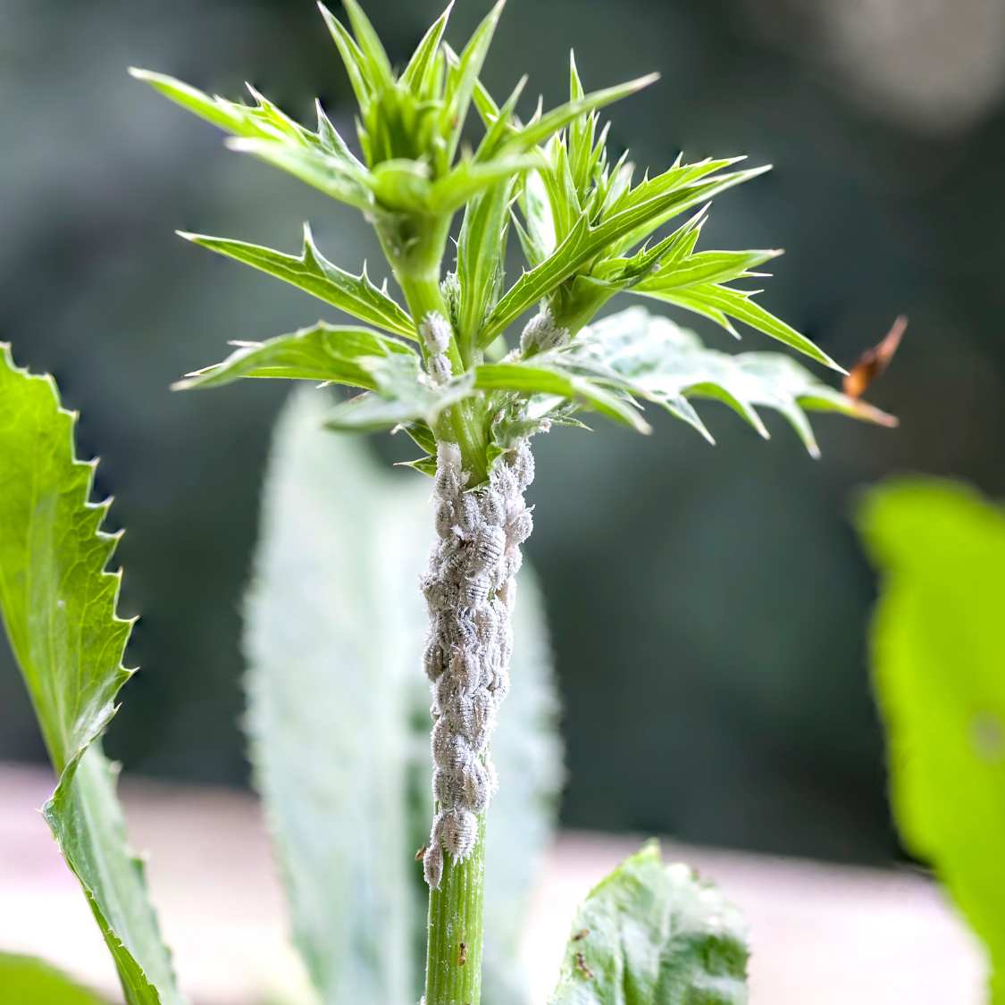 How to get rid of mealybugs
