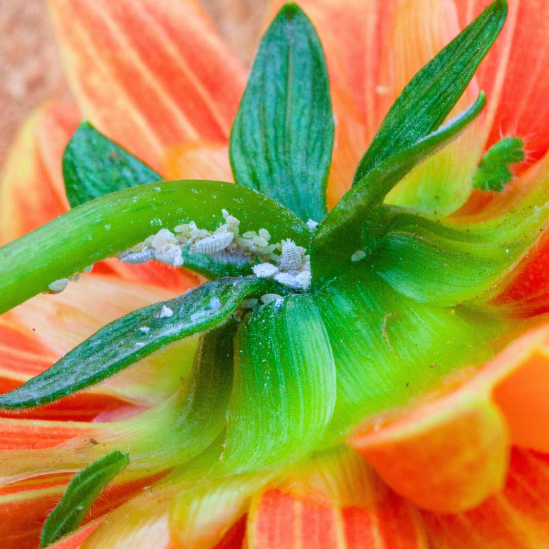 How to get rid of mealybugs