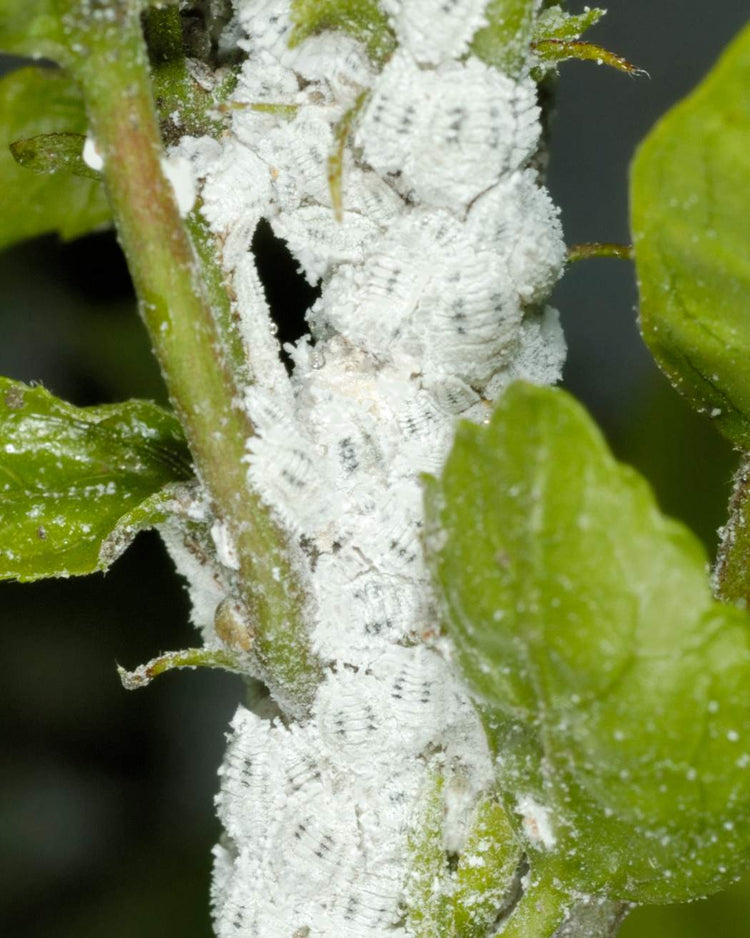 How to get rid of mealybugs