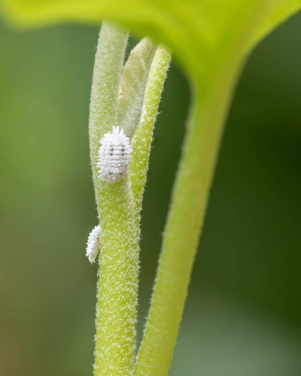 How to get rid of mealybugs