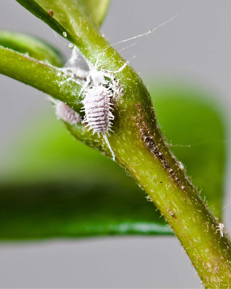 How to get rid of mealybugs