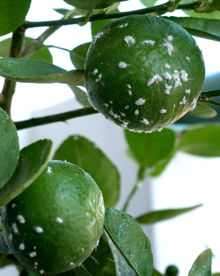 How to get rid of mealybugs