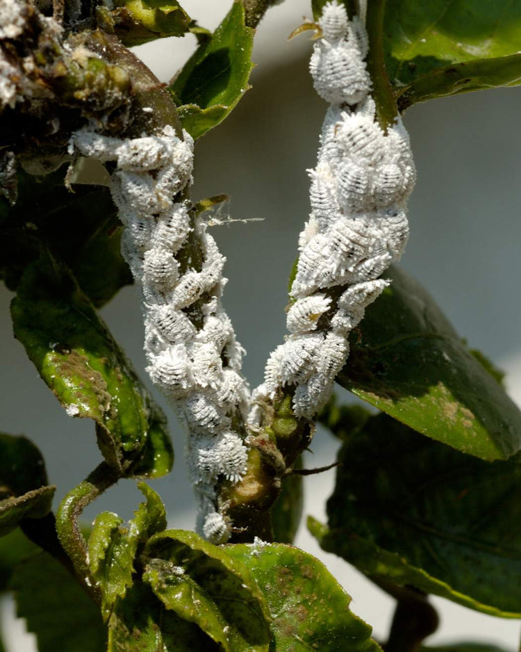 How to get rid of mealybugs