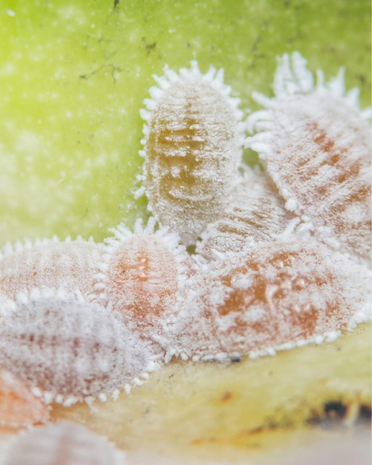 How to get rid of mealybugs
