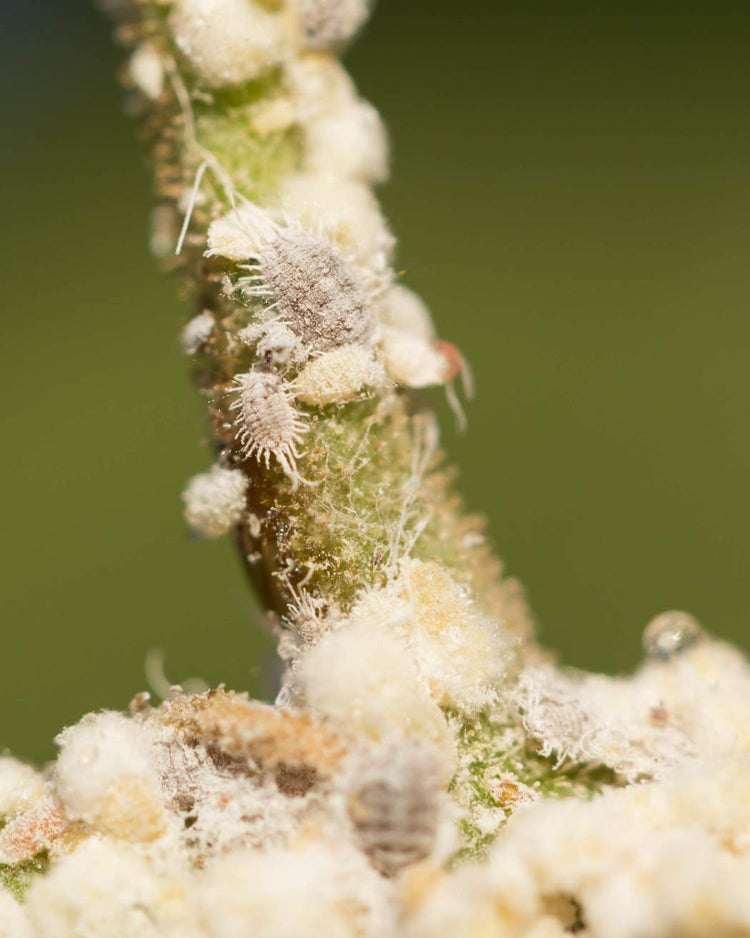 How to get rid of mealybugs