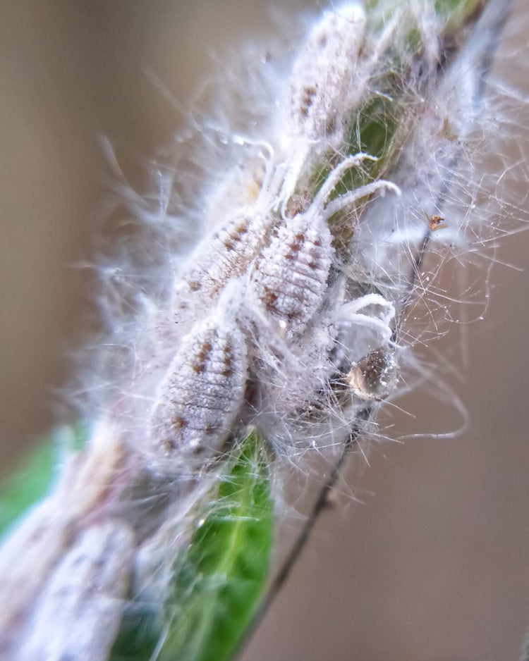How to get rid of mealybugs
