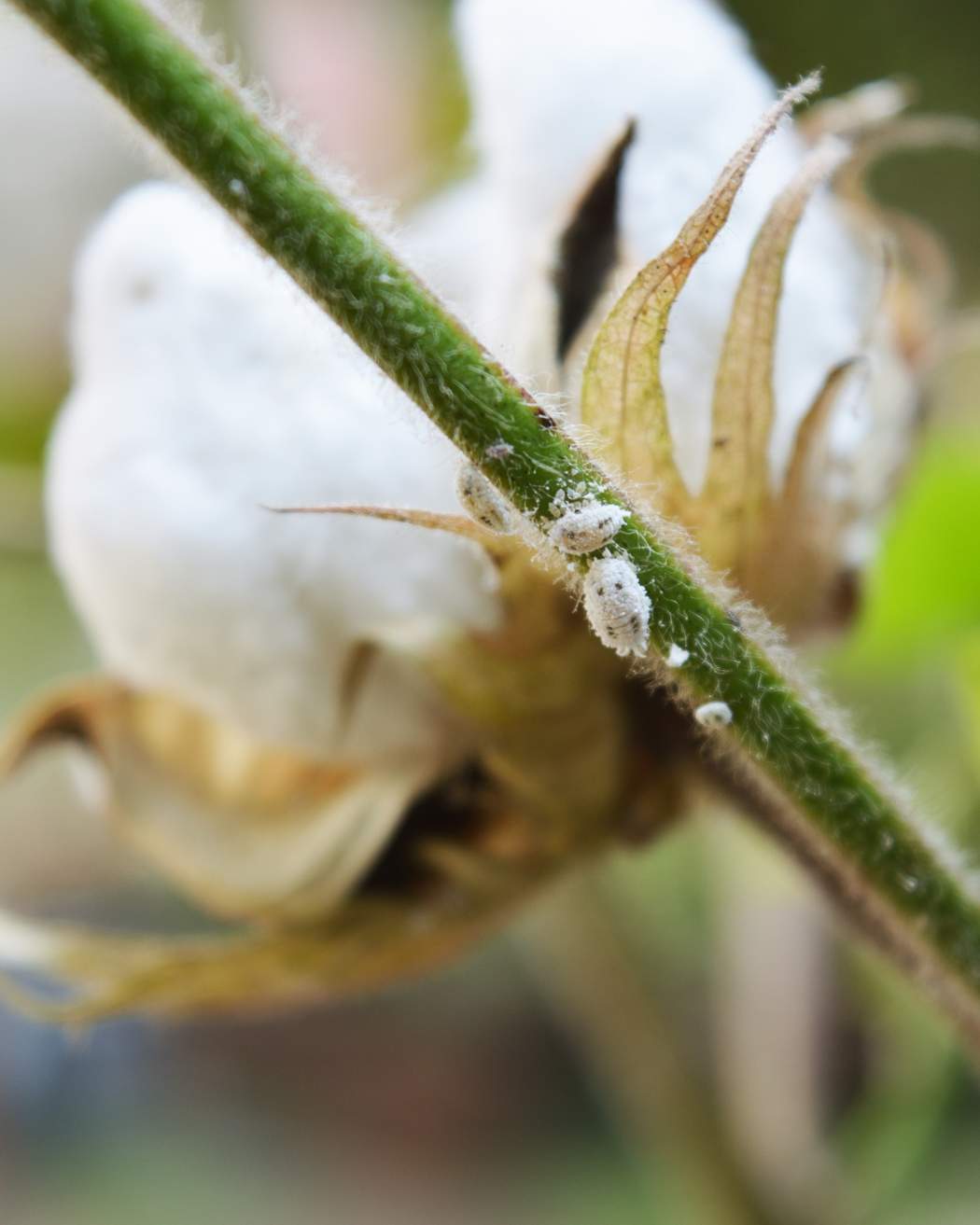 How to get rid of mealybugs