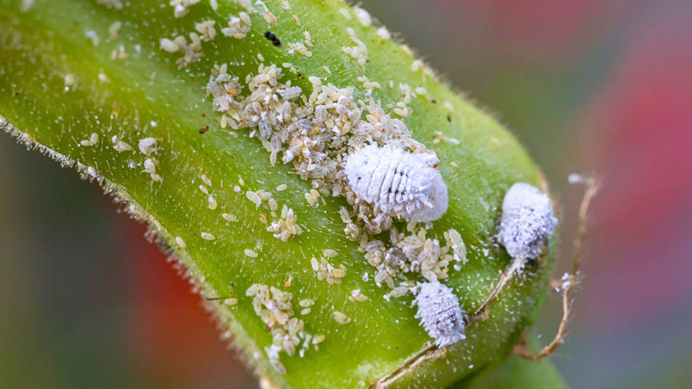 Mealybugs in protected plant stems and nodes