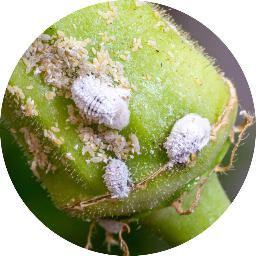 Mealybugs on a plant stem, get rid of mealybugs