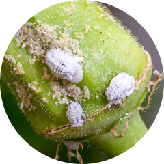 Mealybugs