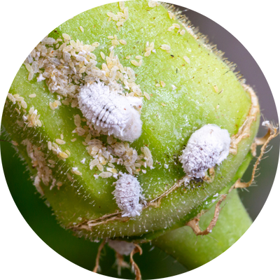 Mealybugs on a plant stem
