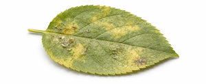 How to get rid of mealybugs