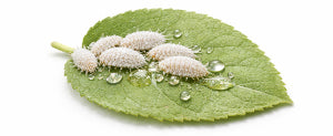 How to get rid of mealybugs