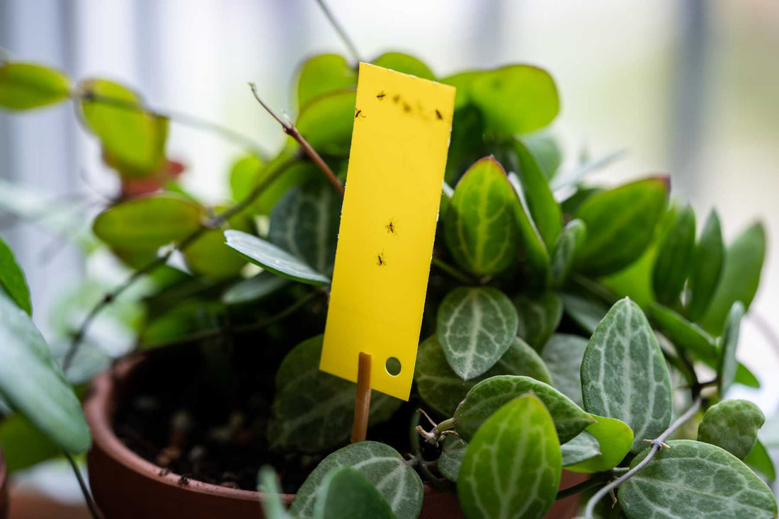 Yellow sticky card positioned near a plant canopy