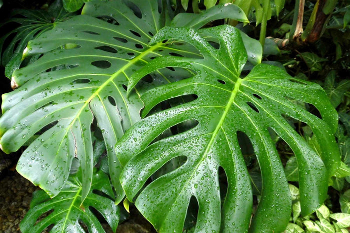 Monstera