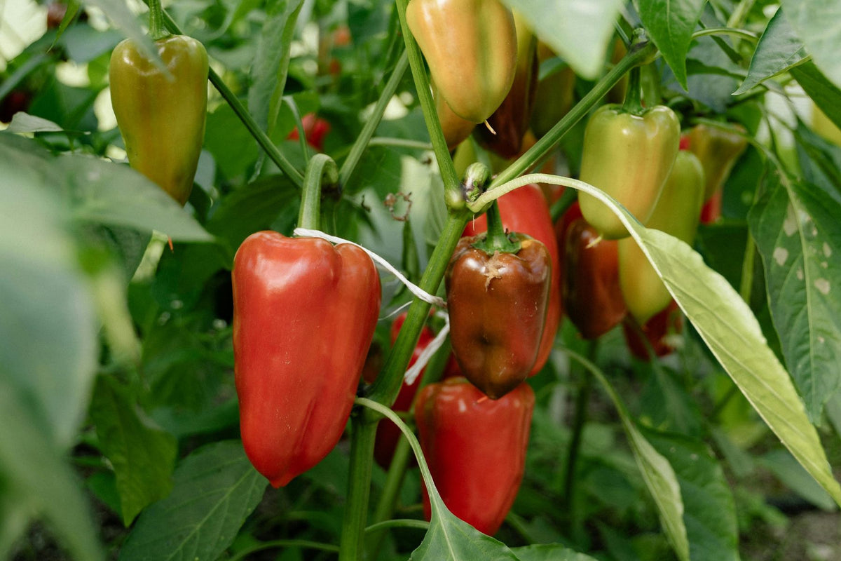 Pepper leaves being inspected for tiny pests