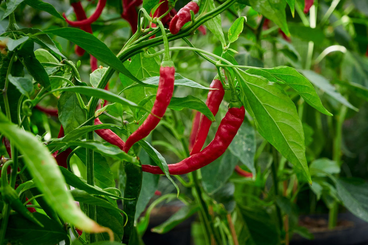 Full pepper plant showing pest scouting zones