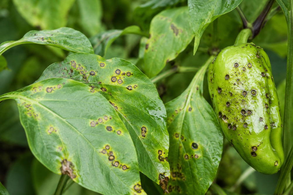 Bacterial spot on pepper foliage