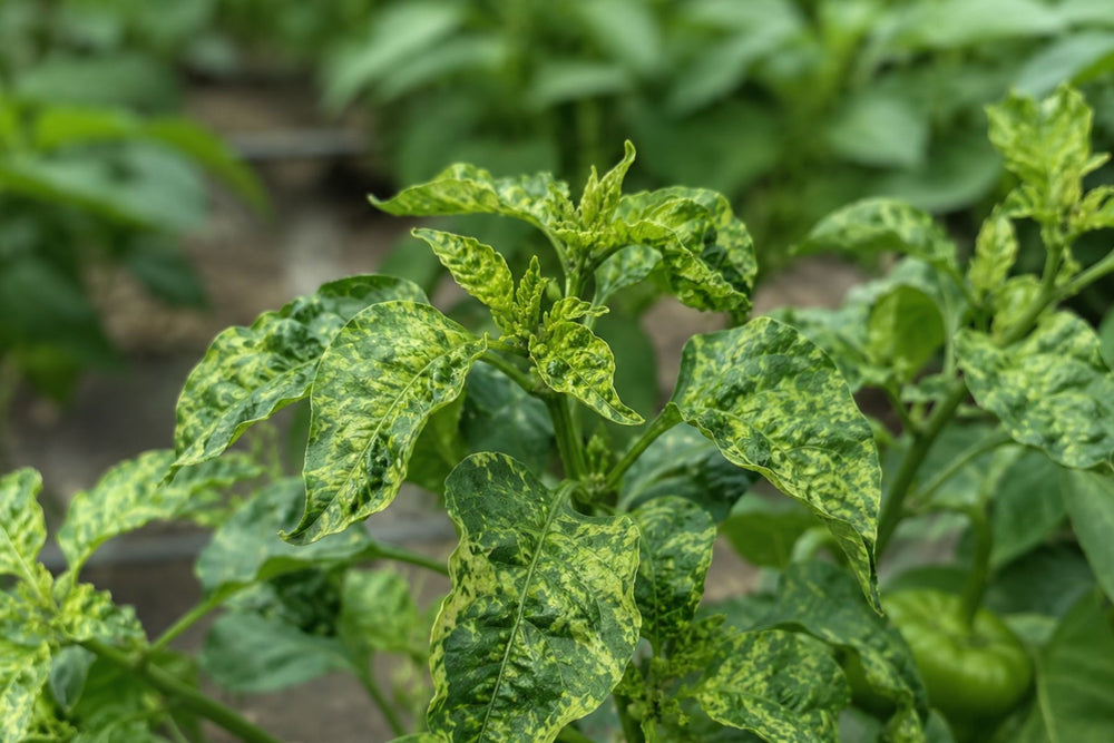 Mosaic and virus symptoms on pepper foliage