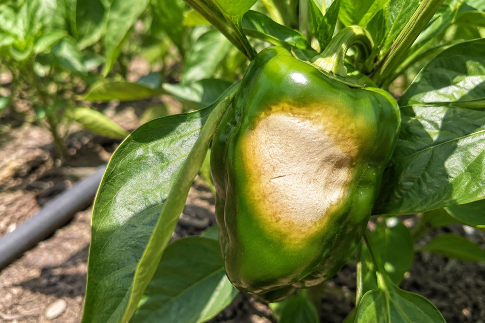 Sunscald on pepper fruit