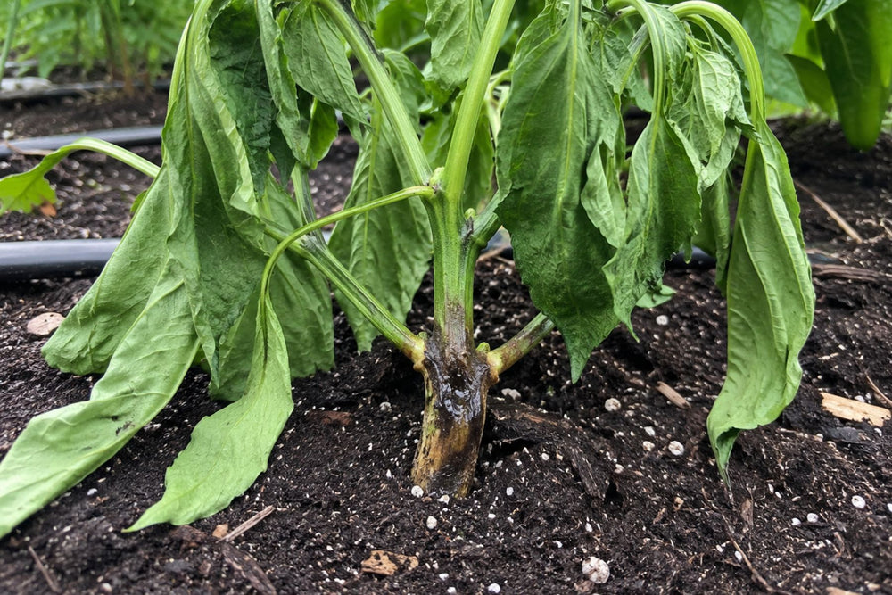 Pepper root or crown problem