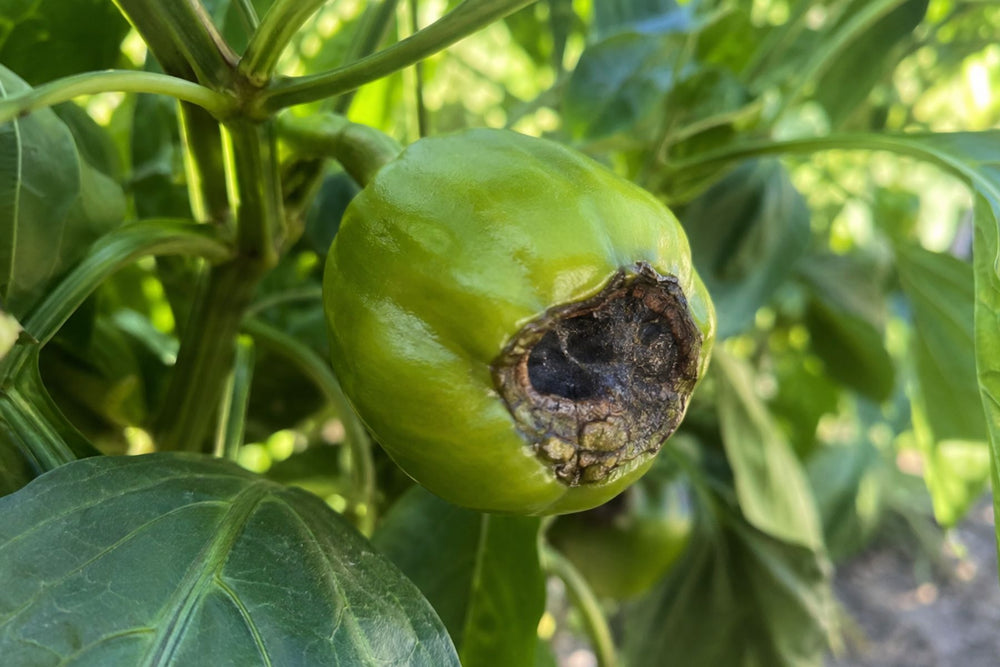 Blossom-end rot on pepper fruit