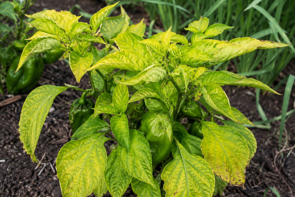 Pepper nutrient or application stress