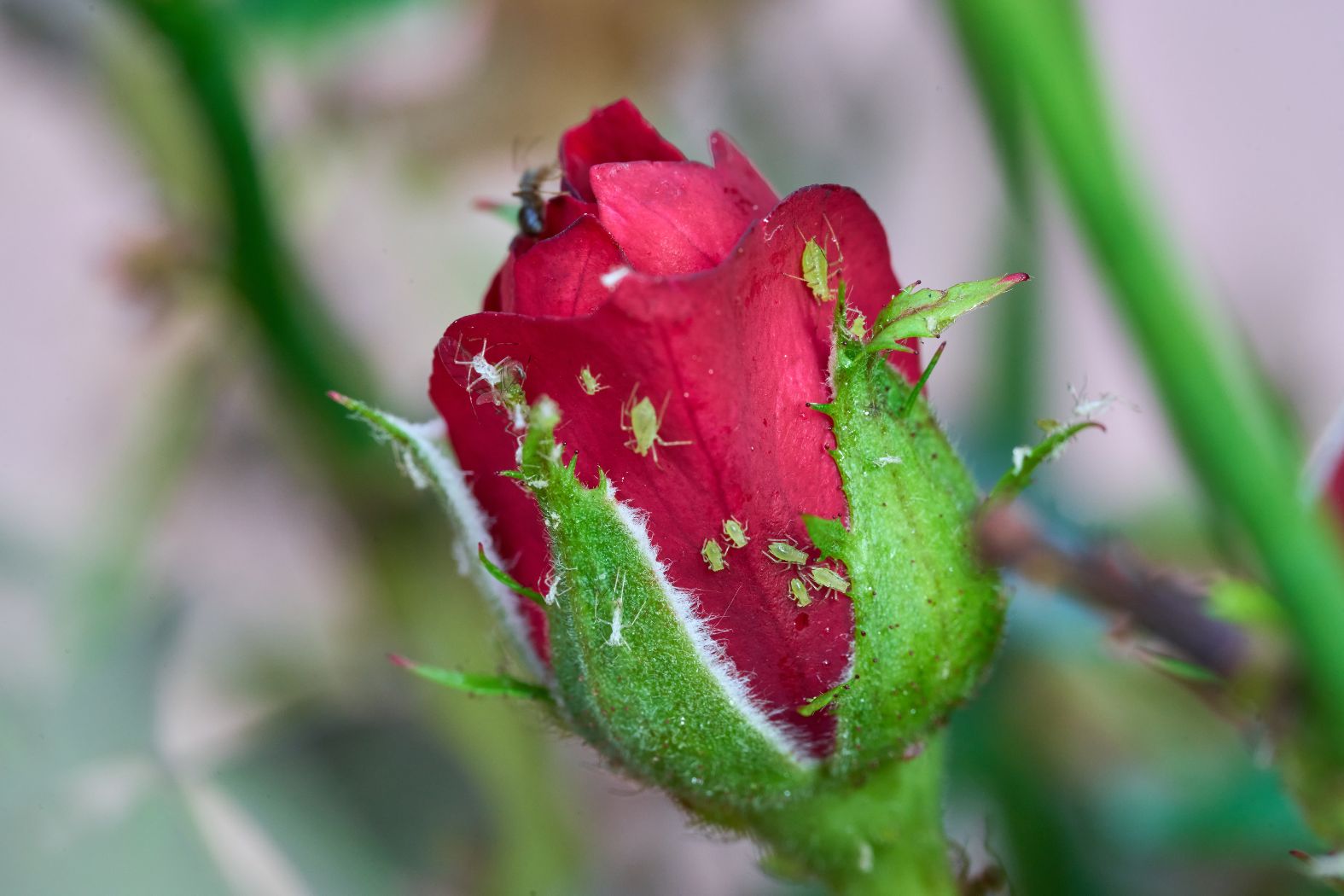 Healthy plant being inspected closely for early signs of pest pressure