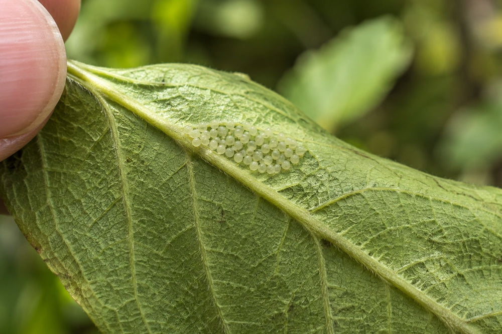 Tiny pest eggs attached to the underside of a plant leaf