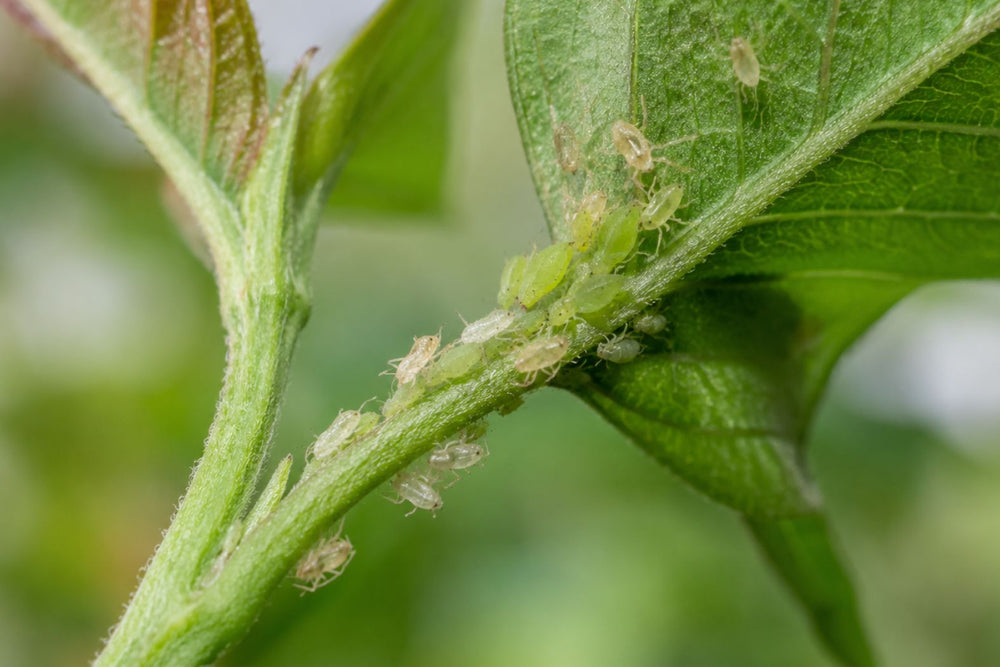 Pale aphid cast skins near an active plant colony