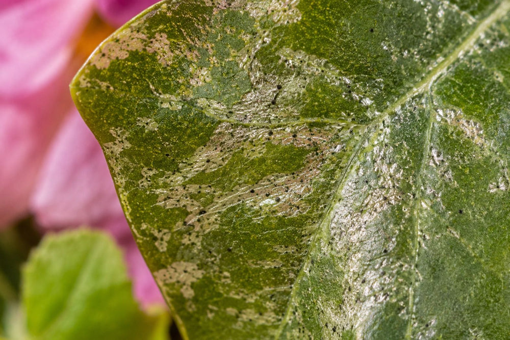 Dark thrips frass on silver-scarred plant tissue
