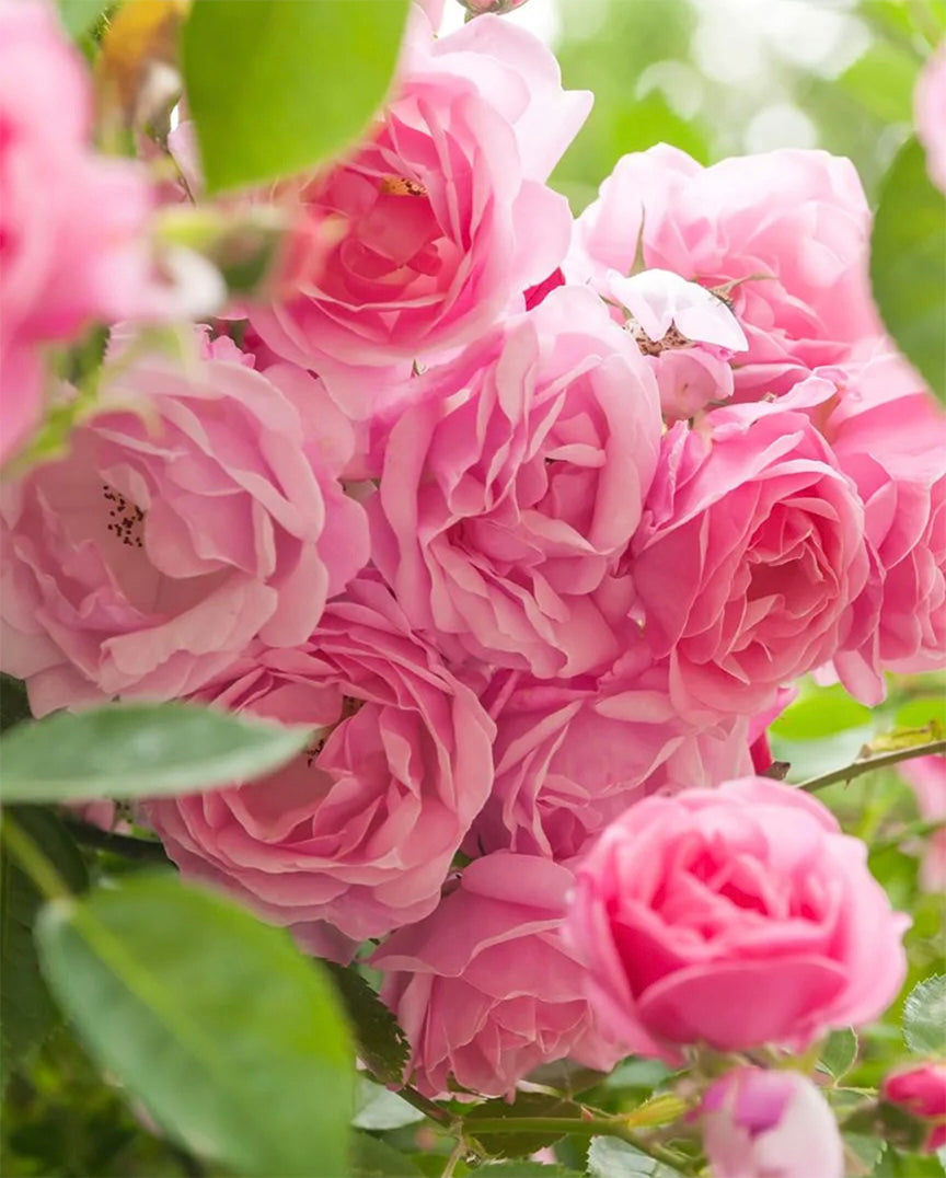 Rose leaf, bud, or cane showing a visible disease symptom
