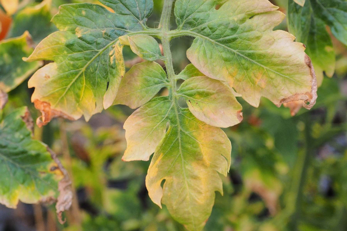 Tomato foliage and fruit showing disease symptoms