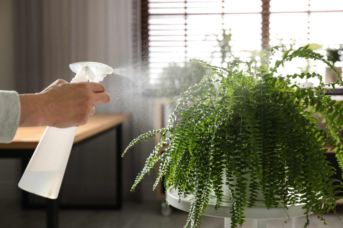 Healthy houseplants
