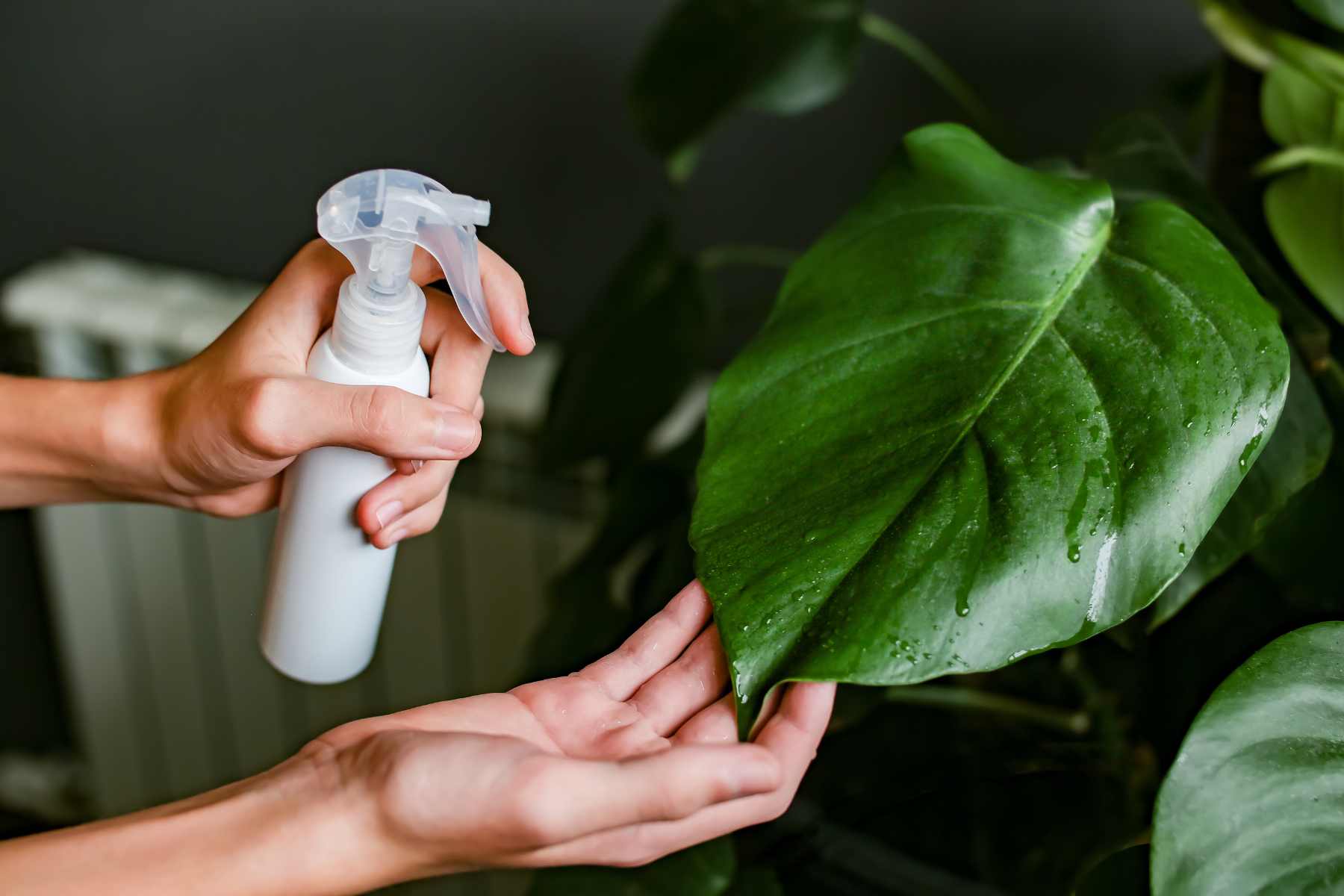 How to get rid of whiteflies