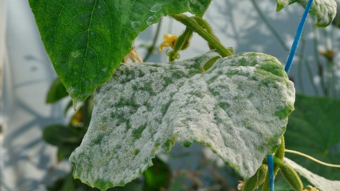 Cornell University trial results for Lost Coast Plant Therapy