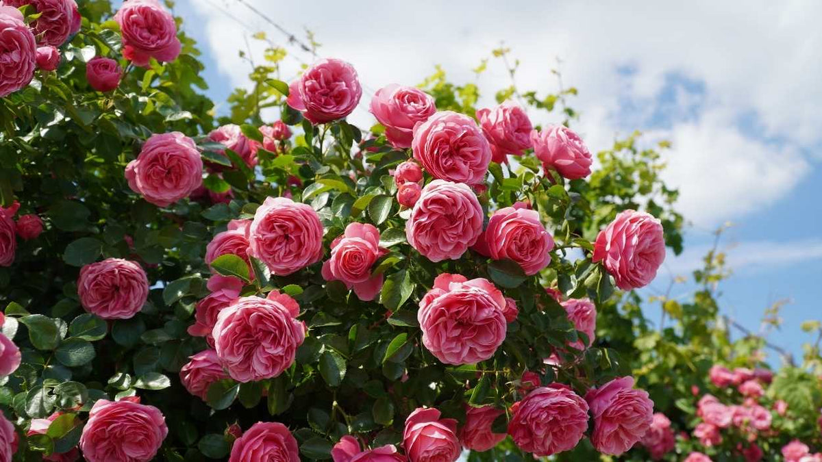 Inspecting a rose for aphids, thrips, mites or scale