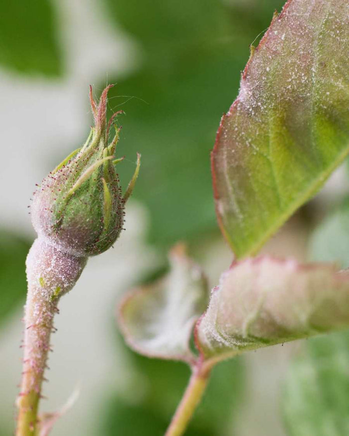 Growth on stems or buds