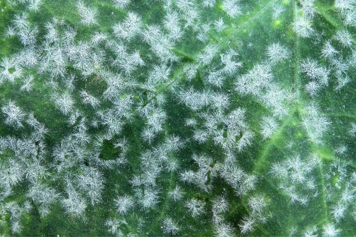 White powdery patches
