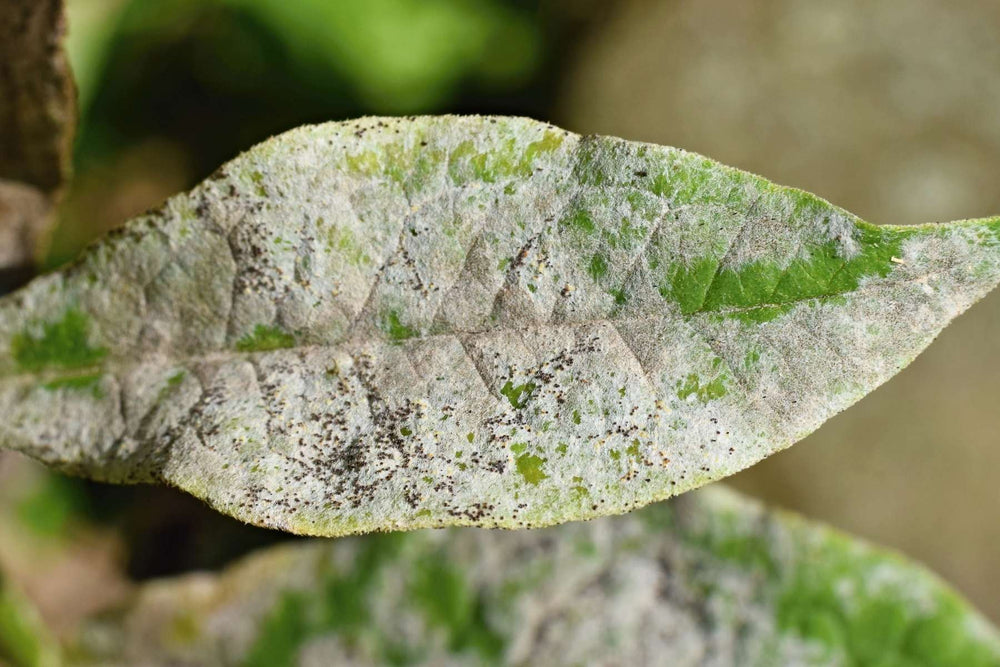 Powdery mildew on plant foliage