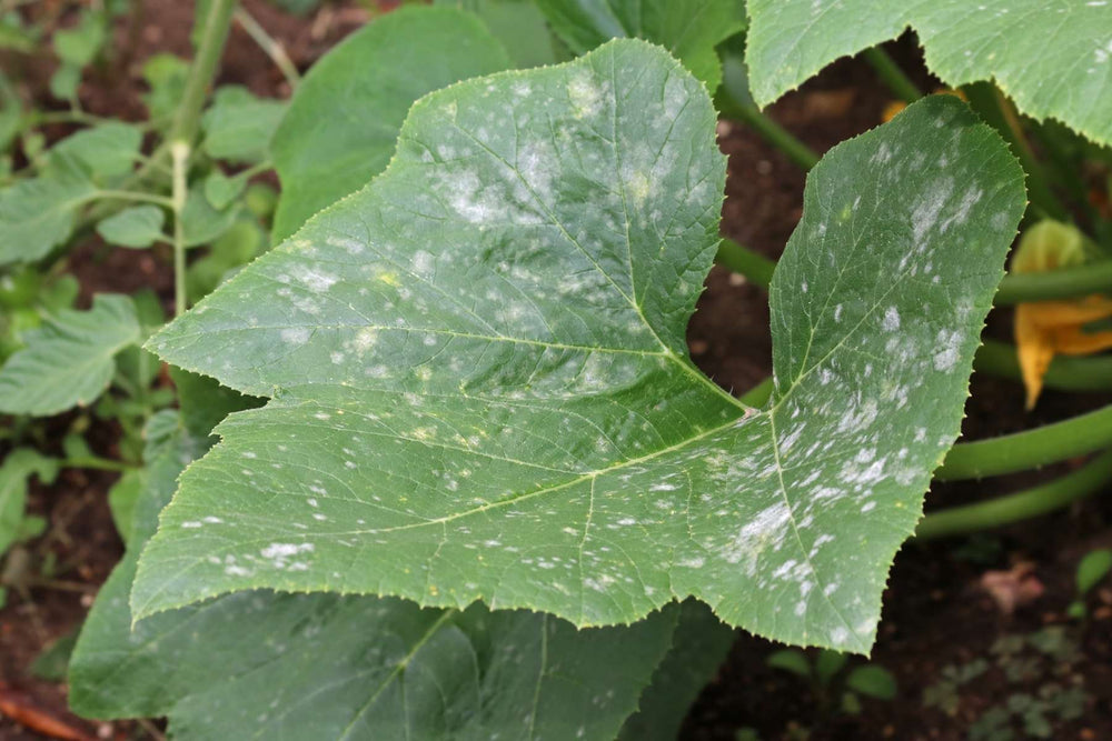 White powdery mildew on plant foliage