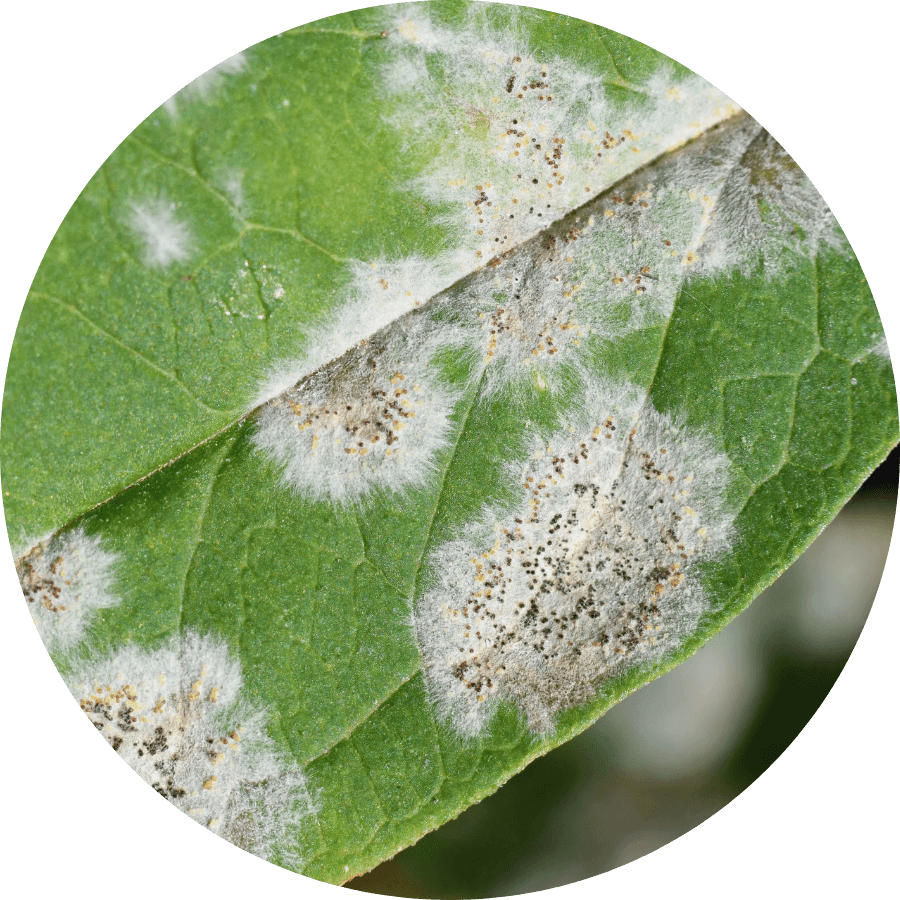 Powdery mildew on a plant leaf, get rid of powdery mildew on contact with Lost Coast Plant Therapy