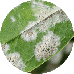 Powdery mildew and mold