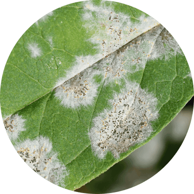 Powdery mildew on a plant leaf