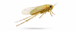 psyllids
