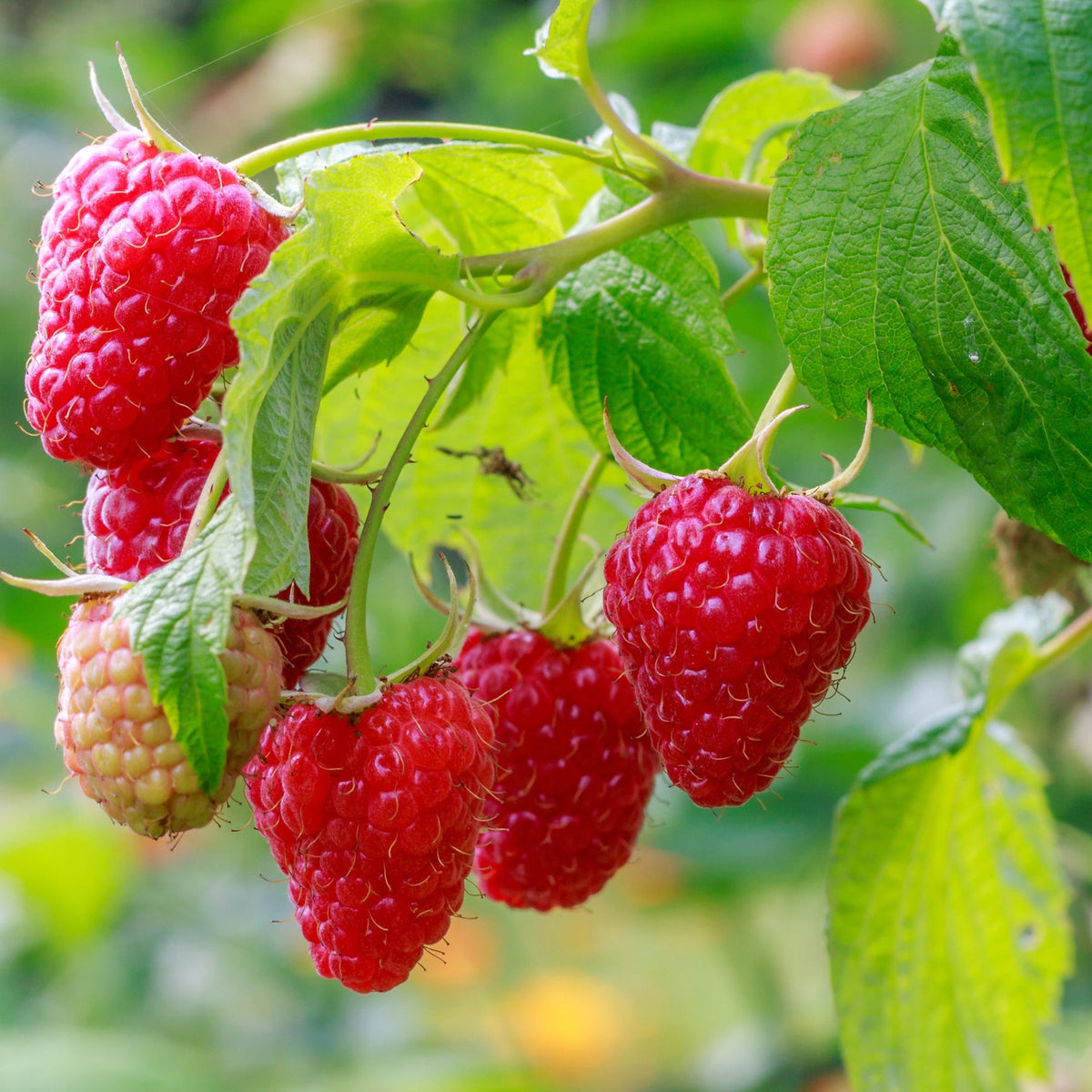 Healthy raspberry cane with leaves, flower clusters and berries