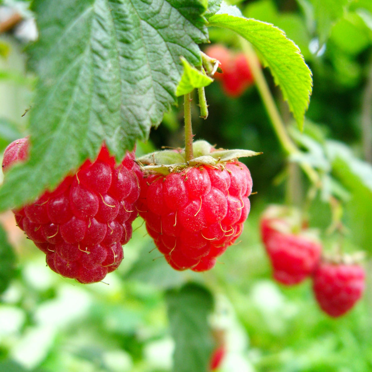Thrips feeding in raspberry flowers