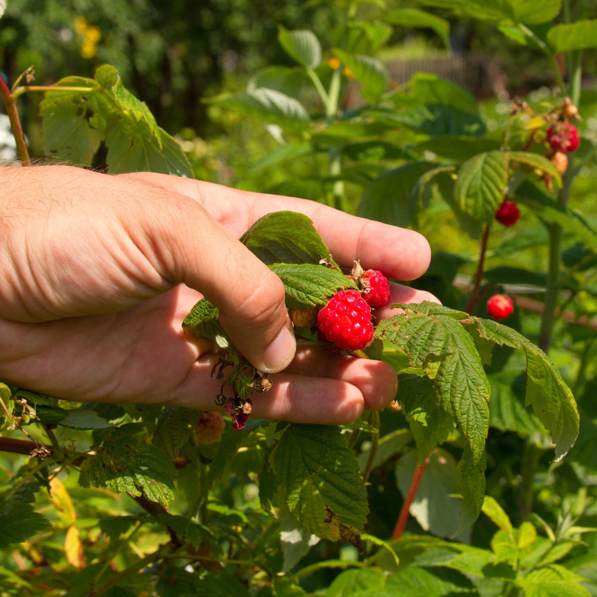 Fruiting raspberry cane with ripe and developing berries