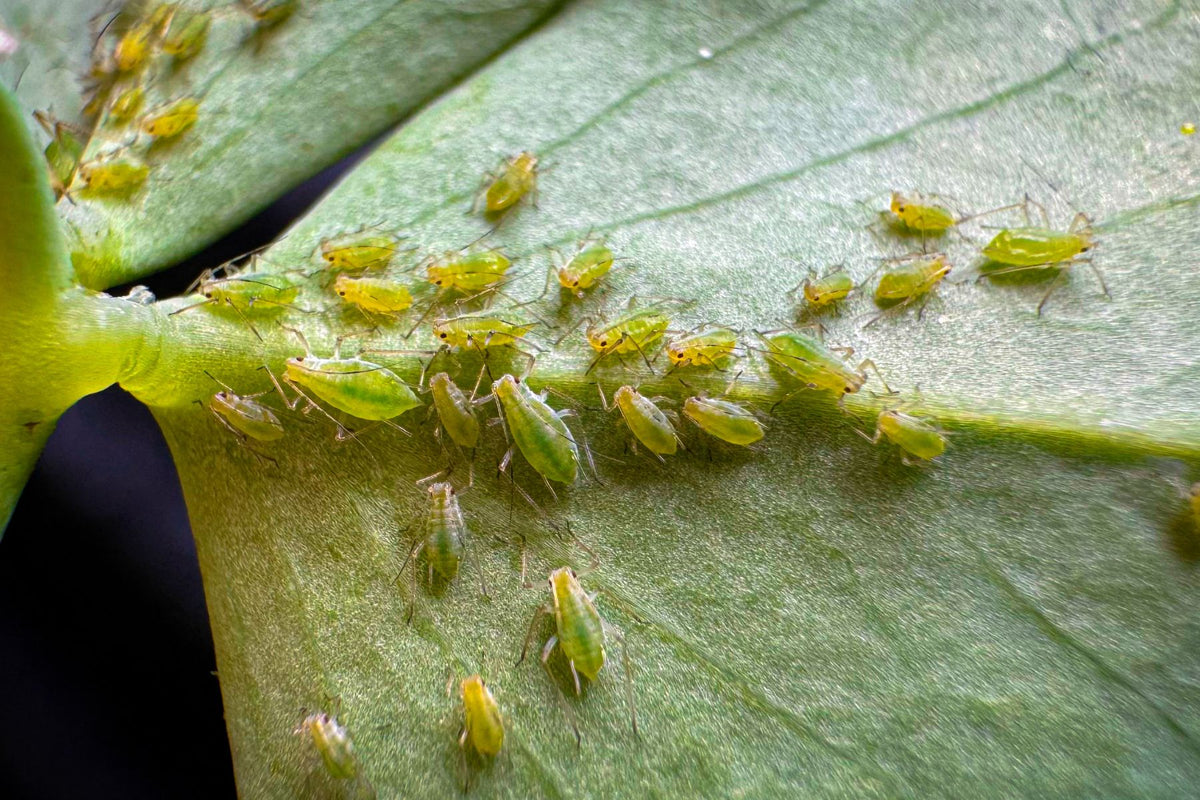 Aphids clustered on tender raspberry growth